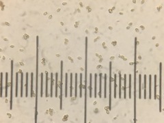 Cortinarius volvatus