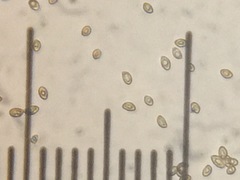 Cortinarius volvatus