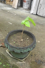 Gmelina arborea