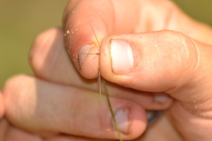 Aristida necopina