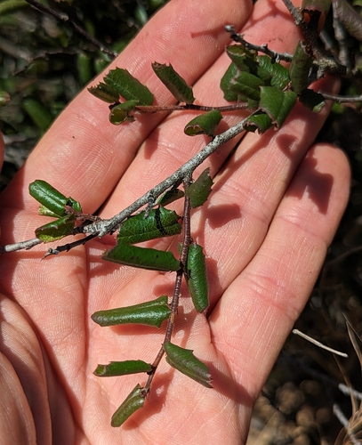Image of Rhamnus pilosa by (c) Jason Schock, some rights reserved (CC BY)