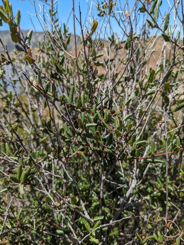 Image of Rhamnus pilosa by (c) Jason Schock, some rights reserved (CC BY)