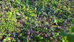 Urtica chamaedryoides