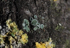Lecanora laxa