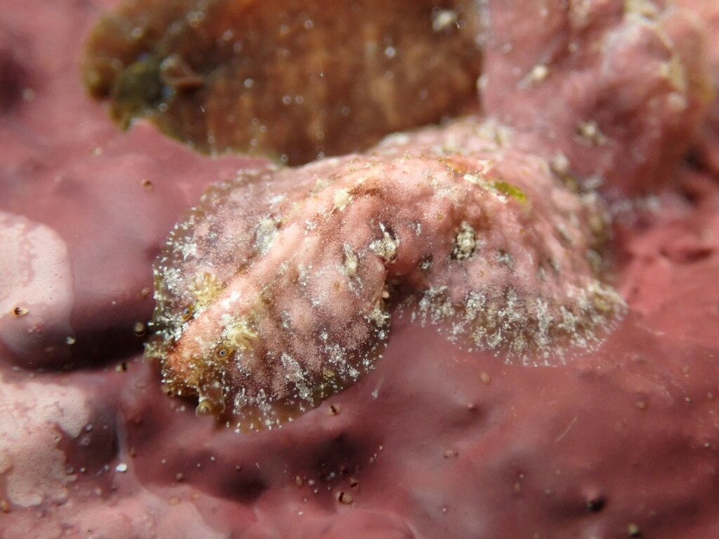 Dappled Sea Hare