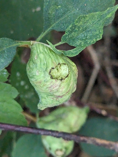 Snowberry Sawfly photo 3