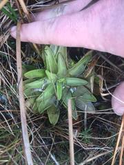 Pinguicula planifolia