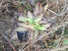 Pinguicula planifolia