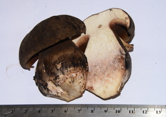 Porphyrellus