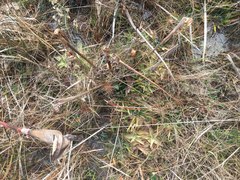 Pinguicula planifolia