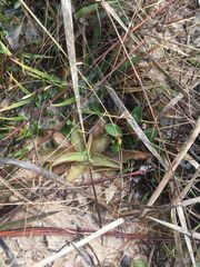 Pinguicula planifolia