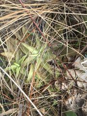 Pinguicula planifolia