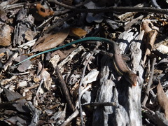 Pholidoscelis auberi