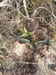 Pinguicula planifolia