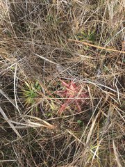 Pinguicula planifolia