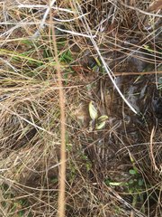 Pinguicula planifolia