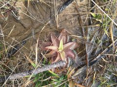 Pinguicula planifolia