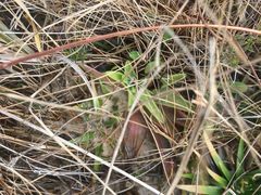 Pinguicula planifolia