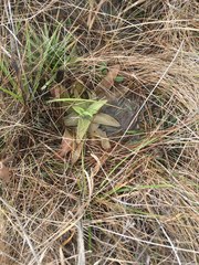 Pinguicula planifolia