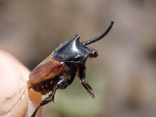 Coastal Dung Beetle