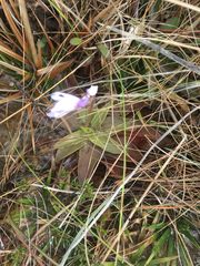 Pinguicula planifolia