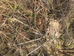 Pinguicula planifolia