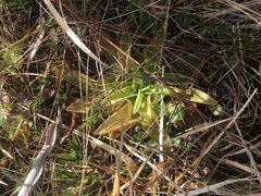 Pinguicula planifolia