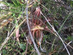 Pinguicula planifolia