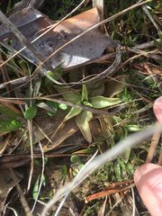 Pinguicula planifolia