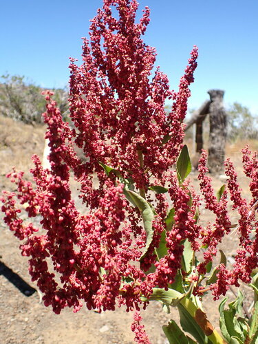 Image of Rumex giganteus by (c) Cricket Raspet, some rights reserved (CC BY)