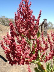 Rumex giganteus, photograph (c) Cricket Raspet, some rights reserved (CC BY)