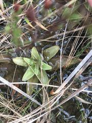 Pinguicula planifolia