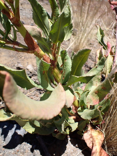 Image of Rumex giganteus by (c) Cricket Raspet, some rights reserved (CC BY)