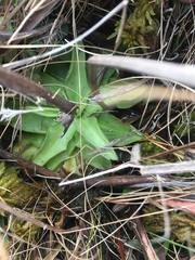 Pinguicula planifolia