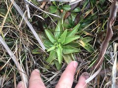 Pinguicula planifolia
