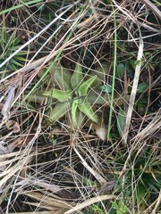 Pinguicula planifolia
