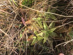 Pinguicula planifolia