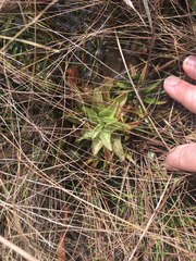 Pinguicula planifolia