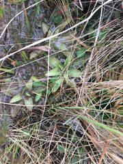 Pinguicula planifolia