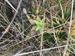 Pinguicula planifolia