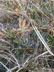 Pinguicula planifolia