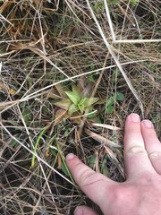 Pinguicula planifolia
