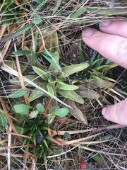 Pinguicula planifolia
