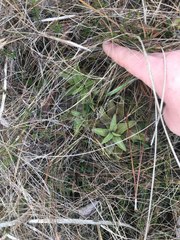 Pinguicula planifolia