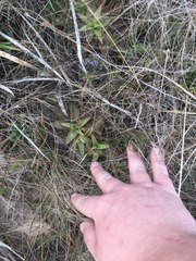 Pinguicula planifolia