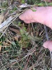 Pinguicula planifolia