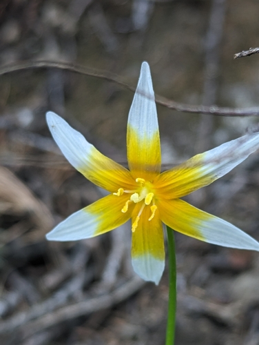 Image of Erythronium pusaterii by (c) Max Miley, some rights reserved (CC BY)