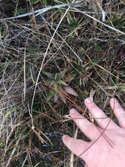 Pinguicula planifolia
