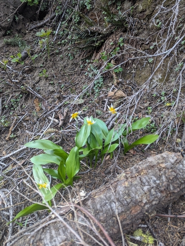 Image of Erythronium pusaterii by (c) Max Miley, some rights reserved (CC BY)