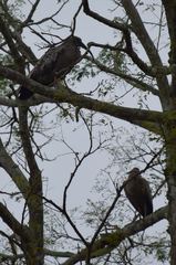 Theristicus caerulescens